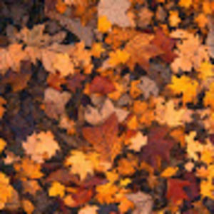 Meet your Posher, Jevina